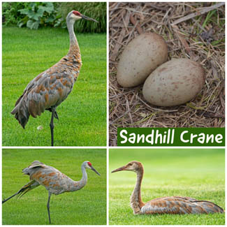 Sandhill Crane